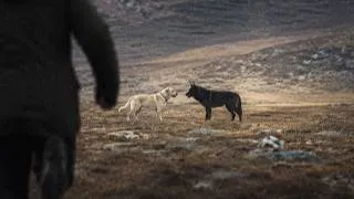 Thumbnail: Weird Things Dogs Inherited From Wolves