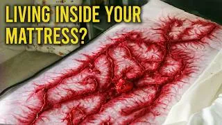 Thumbnail: Weird Alien Creatures Living In Your Home You Didn't Know About