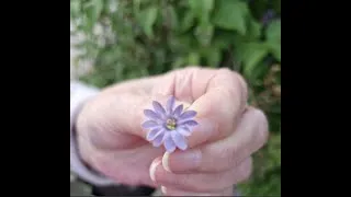 Thumbnail: Lilac (Syringa) Daisy-shaped with 12 petals