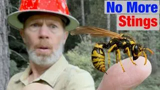 Thumbnail: How Loggers Avoid Getting Stung (Yellowjackets, Wasps, Hornets)