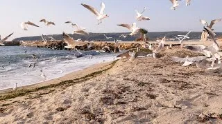Thumbnail: 4K 1 Hour Sea Sounds:  Seagulls and Waves at Morning Beach