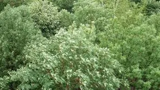 Thumbnail: Relax/Focus Ambience: sound of rain, thunderstorm, a small street. Trees in a suburban yard
