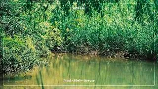 Thumbnail: Peaceful Pond Background Noise | Bird Sounds & Gentle Breeze Nature Sounds