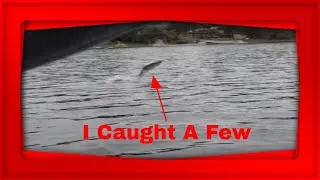 Thumbnail: Rapala Gang Strikes Again (fish were caught)