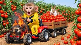 Thumbnail: Monkey Drives Tractor to Harvest Ripe Tomatoes & Engine Fire Disaster | Monkey Farm Work