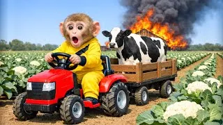 Thumbnail: Monkey Drives Tractor to Harvest Cauliflower & Rescues a Dairy Cow from a Burning Barn!!