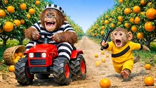 Thumbnail: Monkey Drives Tractor to Harvest Oranges & Catches a Sneaky Thief | Monkey Farm Work