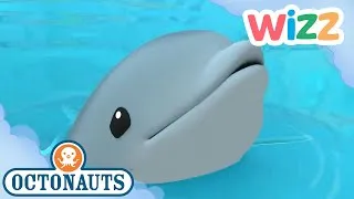 Thumbnail: @Octonauts - The Baby Dolphin | Full Episode | Cartoons for Kids | @Wizz  ​