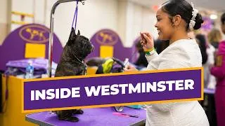 Thumbnail: Behind the Scenes at the Westminster Dog Show 2026