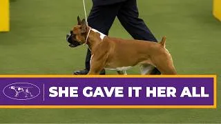 Thumbnail: Boxer Wilma Dominates Working Group to Take 1st Place in 2019 | Westminster Dog Show