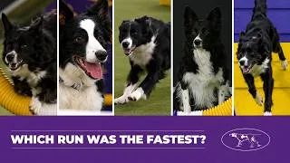 Thumbnail: Border Collie Dynasty: Watch Every Agility Winner (2015–2026) | Westminster Dog Show
