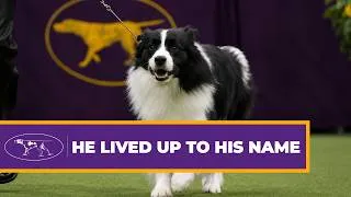 Thumbnail: Slick the Border Collie Wins Herding Group (2018) | Westminster Dog Show