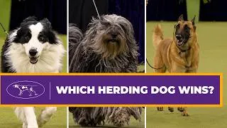 Thumbnail: 2026 Herding Group Highlights & Winner Announcement! 🏆 | Westminster Dog Show