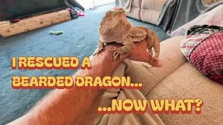 Thumbnail: I rescued a bearded dragon....Now what?