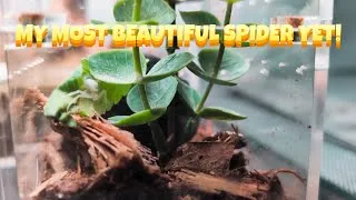 Thumbnail: This is my Most Beautiful Spider Yet!