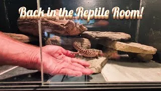 Thumbnail: Back to the Reptile Room with Fresh Moss!