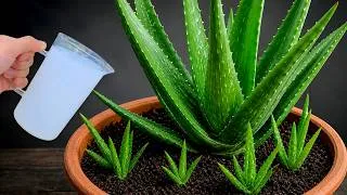 Thumbnail: The Secret to Giant Aloe Vera! Just 1 Ingredient to Make It Grow Nonstop!