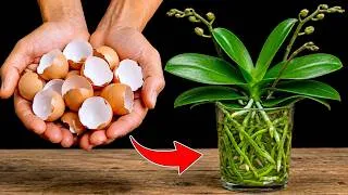 Thumbnail: I Stopped Using Orchid Soil… What Happened After 30 Days Shocked Me