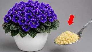 Thumbnail: Give just 1 spoonful! The violet without flowers suddenly bloomed all year round