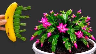 Thumbnail: Just Banana! Christmas cactus grow extremely fast and bloom year round