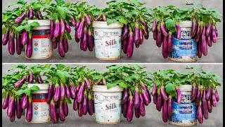 Thumbnail: A Bumper Eggplant Harvest From a Simple Recycled Plastic Tub — The Results Will Amaze You!