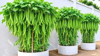 Thumbnail: Secrets To Growing High-Yielding, Sweet String Beans For 50 Years—From Planting To Harvest