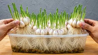 Thumbnail: How To Grow Garlic In Water Using A Plastic Container And Cloves – Easy And Quick To Harvest