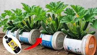 Thumbnail: 1 Simple Secret to Grow Huge, Productive Zucchini in the August Heat — Even in Pots