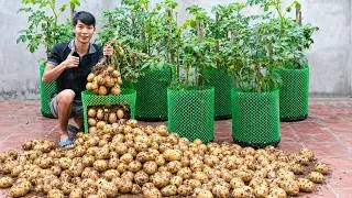 Thumbnail: How I Grew 100 kg of Potatoes in Containers — Anyone Can Do It!