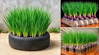 Thumbnail: 3 Best Ways to Grow Green Onions This August — Fast Harvests, Again and Again