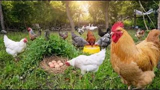 Thumbnail: Collecting Wild Chicken Eggs on an Organic Farm - Naturally Poultry Farming