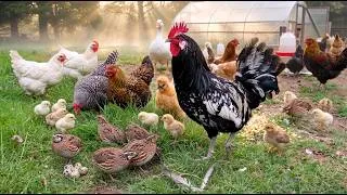Thumbnail: How I Spend a Peaceful Morning on My Small Chicken Farm - Raising Chicks & Quails Naturally