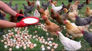 Thumbnail: Secrets to Getting More Eggs from Your Free-Range Chickens - Naturally and Efficient Methods