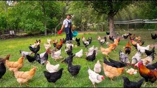 Thumbnail: A Peaceful Farm Routine in the Countryside - Free-Range Chickens & Natural Poultry Farming