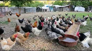 Thumbnail: How We Keep Our Chickens Healthy Naturally - Free-Range Farm Routine & Egg Collection