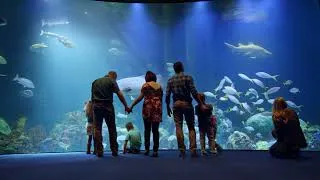 Thumbnail: Explore Wonders of Wildlife National Museum & Aquarium
