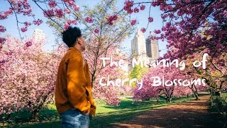 Thumbnail: How Cherry Blossoms Became a Symbol of NYC Spring