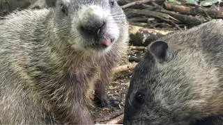 Thumbnail: Groundhogs, Squirrels, & Birds: Forest Wildlife. Cat TV & Dog TV, Pet Entertainment Nature Watching.