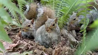 Thumbnail: Up-Close Woodland Wildlife for Cats, Dogs, & People to Watch! | Birds, Squirrels & Nature Sounds