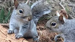 Thumbnail: Pine Forest Wildlife, Bird & Squirrel Watching, Nature Video for Relaxing People & Pets Cat TV DogTV