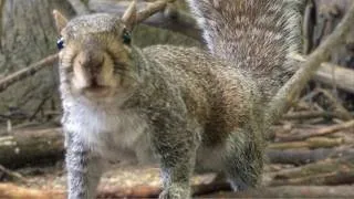 Thumbnail: Squirrels, Groundhogs, & Birds; Forest Animal Activity to Entertain People & Pets; Cat TV, Dog TV,