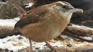 Thumbnail: Birds & Squirrels in a Snow Covered Forest; Forest Bird Watching Nature Video; Cat TV, Dog TV,