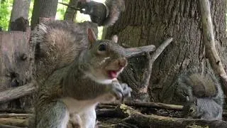 Thumbnail: Woodchucks, Squirrels, Birds, & Other Forest Critters, Wildlife Watching for People and Pets. CatTV