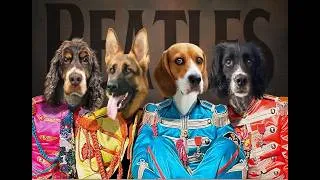 Thumbnail: Beatles Dog/Nirvana/Queen/James Brown (Medley)