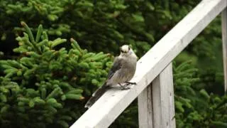 Thumbnail: Bird Watching in Newfoundland and Labrador
