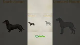 Thumbnail: Dachshunds: From Badger Hunters to Internet Stars!
