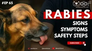 Thumbnail: Is India's Rabies Problem Getting Worse Every Year?