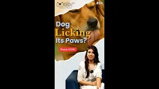 Thumbnail: Why Your Dog's PAW Licking Is a Sign of Something BIGGER
