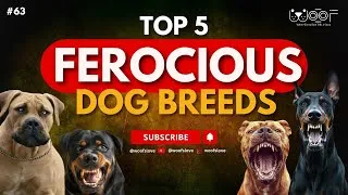 Thumbnail: Top 5 Most Dangerous Dog Breeds 🐶 | Pitbull, Rottweiler & More Explained