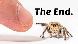Thumbnail: The Legacy of Making Friends With a Tiny Spider